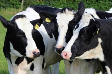​Барыбинский племзавод купил 59 коров из Чехии