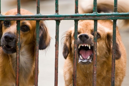На территории городского округа Домодедово установили карантин по бешенству животных