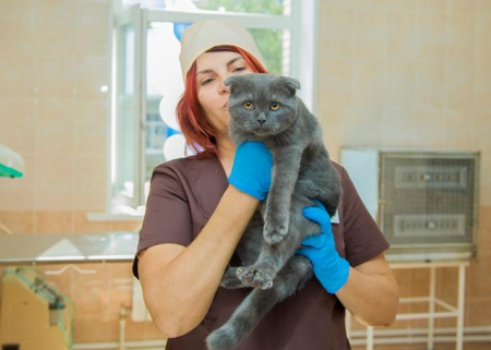 В Домодедово открыли новую ветеринарную клинику