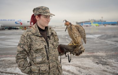 Ястребы 20 лет на страже орнитологической безопасности аэропорта Домодедово