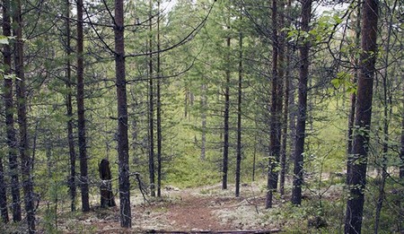 Труп мужчины обнаружен в лесу в Новом Домодедово