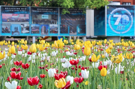 Домодедово становится городом цветов
