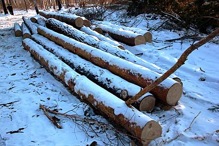 В Домодедовском округе пройдет санитарная вырубка деревьев