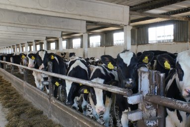 Домодедово в числе лидеров Подмосковья по валовому производству молока в сутки