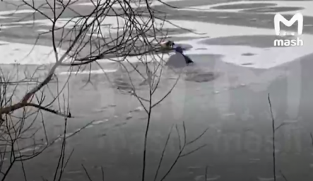 Местный житель спас собаку, провалившуюся под лёд