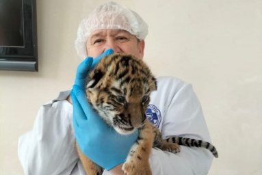 В Домодедово родились два амурских тигренка
