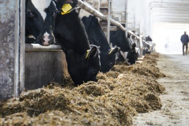 60 тонн молока за день – рекордный надой молока в племзаводе «Повадино»