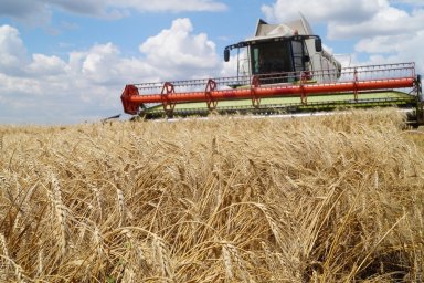 Домодедово вошёл в пятёрку лучших по сбору урожая зерновых и зернобобовых культур