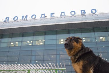 Собаки кинологической службы аэропорта прошли аттестацию в спецшколе МВД России