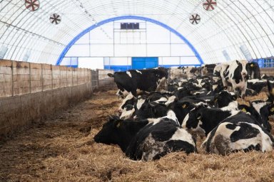 ​Племзавод «Повадино» - в тройке лидеров отрасли молочного животноводства