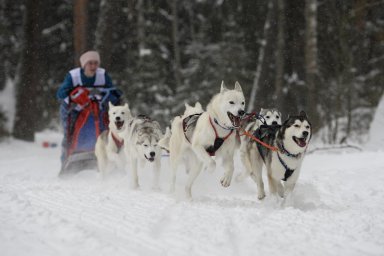 Домодедовские спортсмены заняли призовые места в гонках на собачьих упряжках