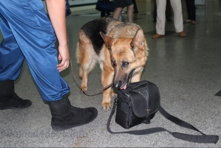 В аэропорту Домодедово раскрыта кража личных вещей авиапассажира
