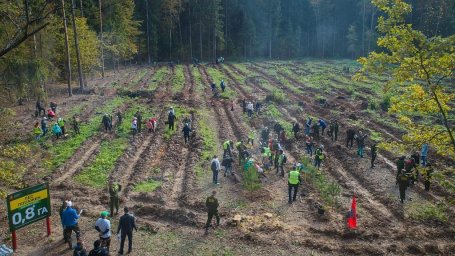 В Домодедово высадили свыше 3000 деревьев и кустарников