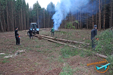 В Домодедово пройдет сплошная санитарная вырубка деревьев