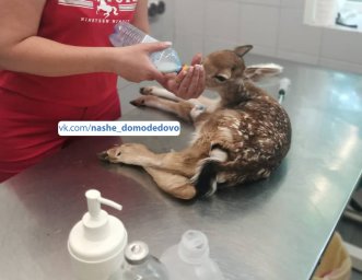 ​В Домодедово спасли оленёнка с тепловым ударом