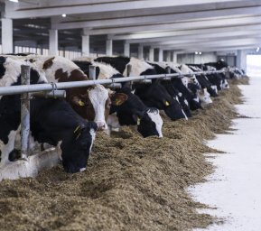 ​Жительница Домодедово заняла третье место в конкурсе среди мастеров машинного доения коров