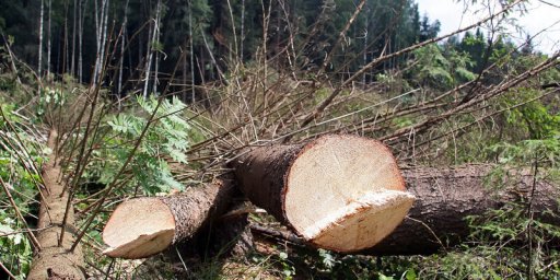 ​Для строительства дороги в аэропорт Домодедово вырубят 3 га деревьев