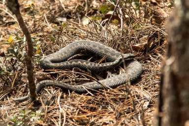 ​В домодедовском лесу можно встретить змей: медянок, ужей и гадюк