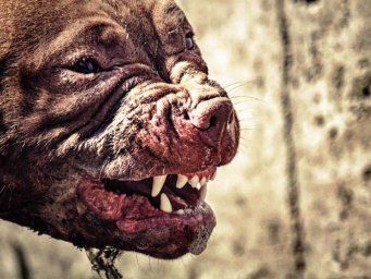 ​В Домодедово ищут бойцовских собак, которые погрызли хозяина