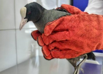Жительница Домодедово спасла дикую птицу лысуху