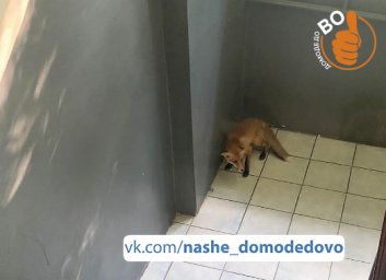 Молодая лиса проникла на территорию спасателей в Домодедово